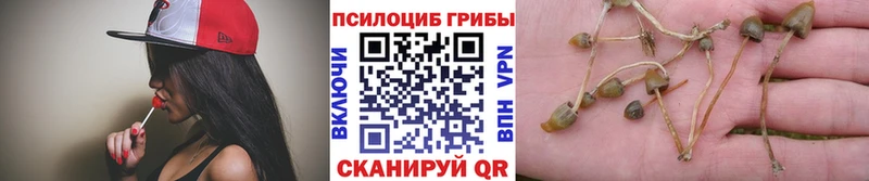 Галлюциногенные грибы Psilocybe  как найти закладки  Куса 